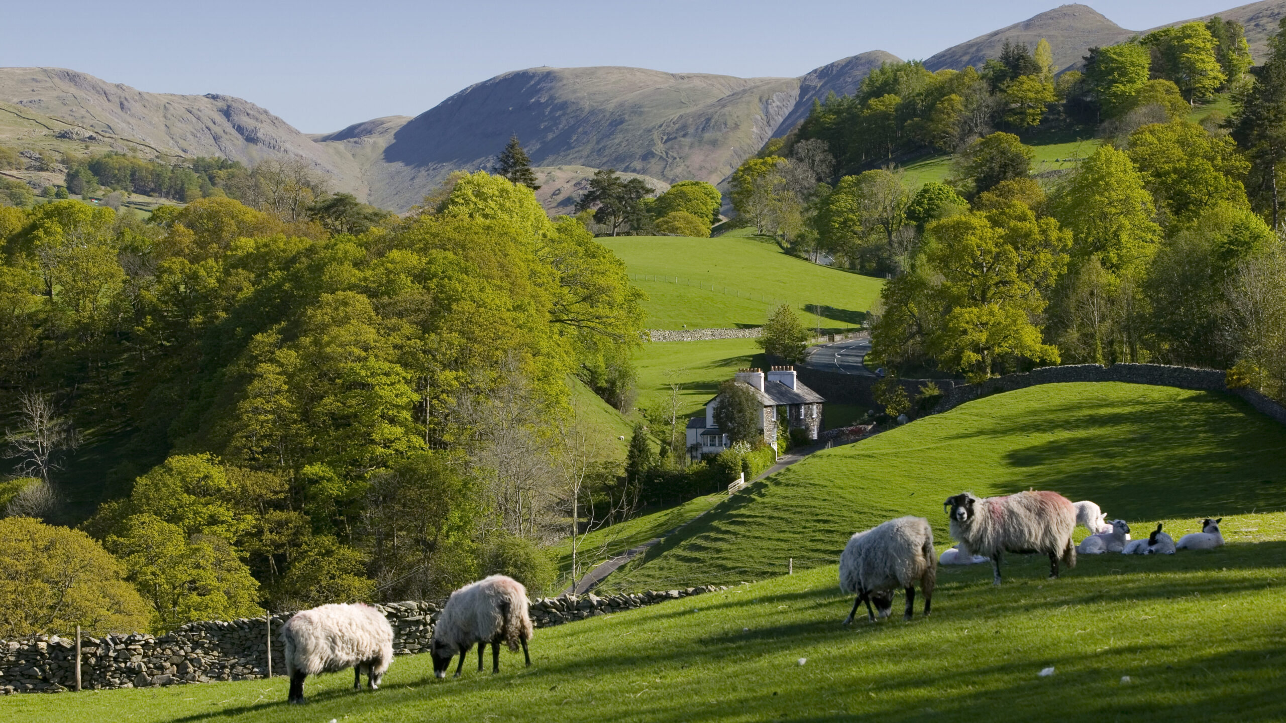 Hilly landscape with lush green trees and grass. There are sheep in the foreground.